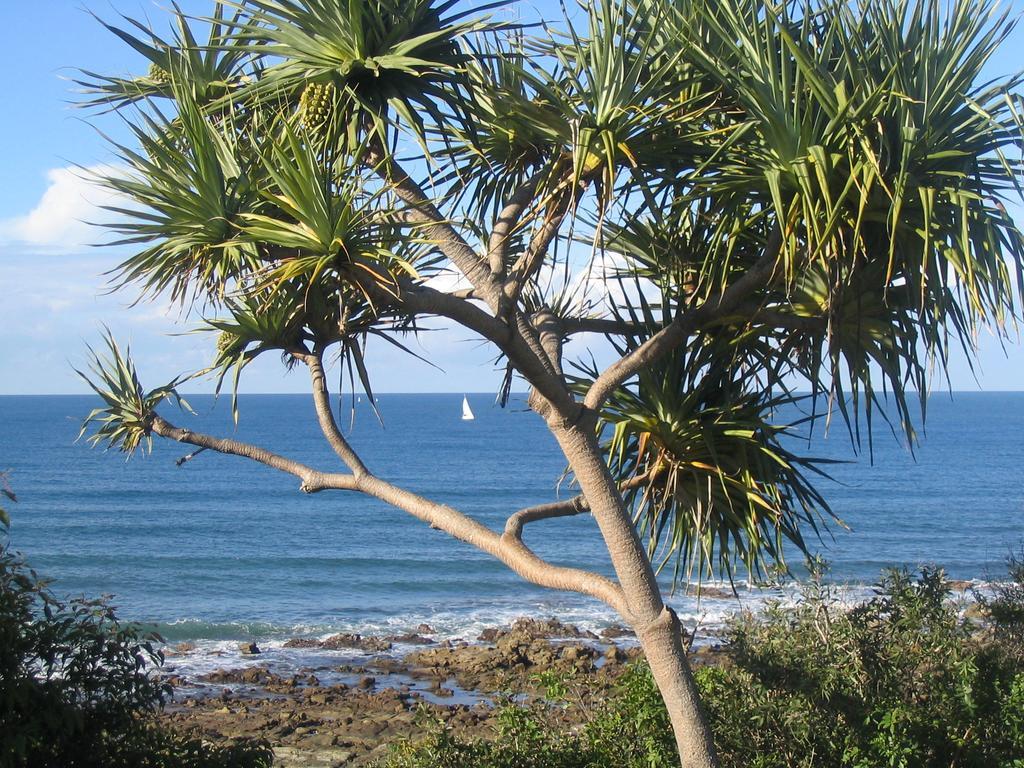 Headland Tropicana Resort Alexandra Headland Esterno foto